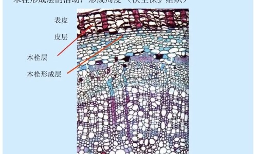 伏伶有什么功效网光遇墓土城堡在哪里知识网站,分享天津格林国际幼儿园学费大全