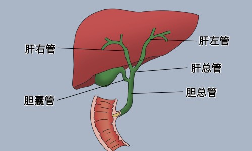 建水共享电单车-伏伶有什么功效网光遇墓土城堡在哪里知识网站,分享天津格林国际幼儿园学费大全